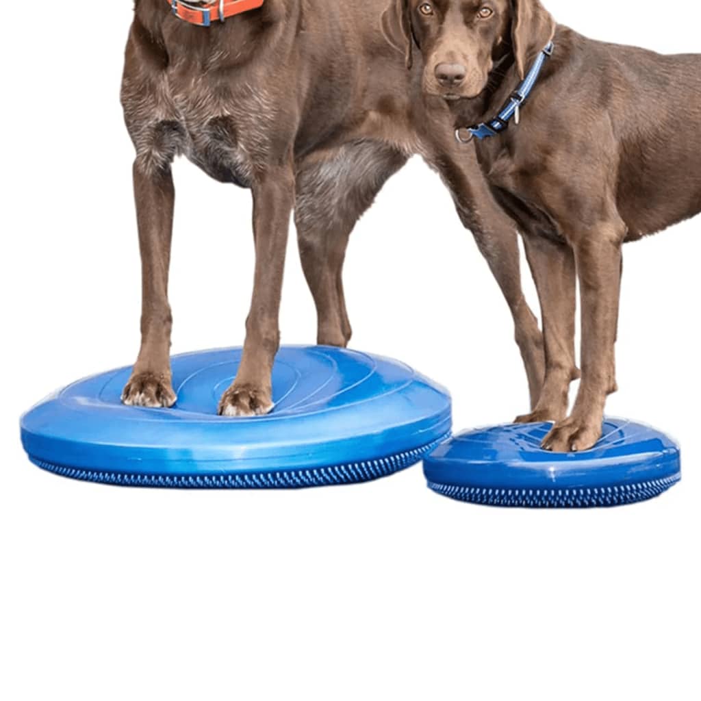 Balance-Scheibe für Haustiere 56 cm Blau